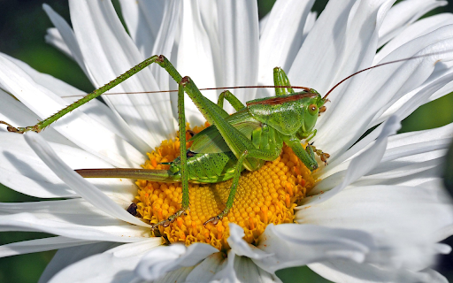 Small grasshopper and flower from Chrome web store to be run with OffiDocs Chromium online Small grasshopper and flower from Chrome web store to be run with OffiDocs Chromium online