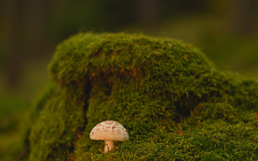 Small mushrooms and moss from Chrome web store to be run with OffiDocs Chromium online Small mushrooms and moss from Chrome web store to be run with OffiDocs Chromium online