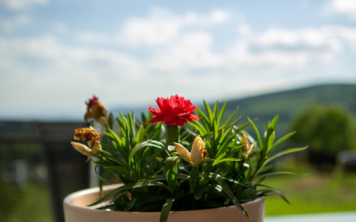 Small pot and flowers from Chrome web store to be run with OffiDocs Chromium online Small pot and flowers from Chrome web store to be run with OffiDocs Chromium online