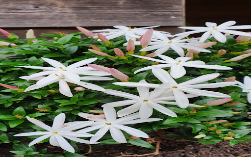 Small white flower bush wallpaper from Chrome web store to be run with OffiDocs Chromium online Small white flower bush wallpaper from Chrome web store to be run with OffiDocs Chromium online