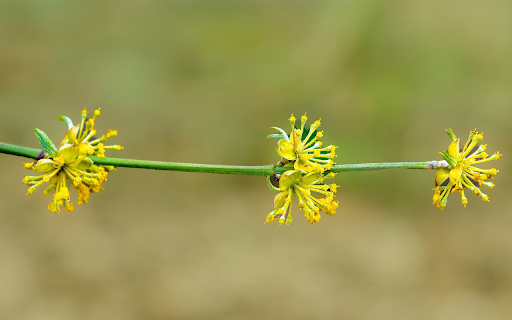 Small yellow flower branch from Chrome web store to be run with OffiDocs Chromium online Small yellow flower branch from Chrome web store to be run with OffiDocs Chromium online