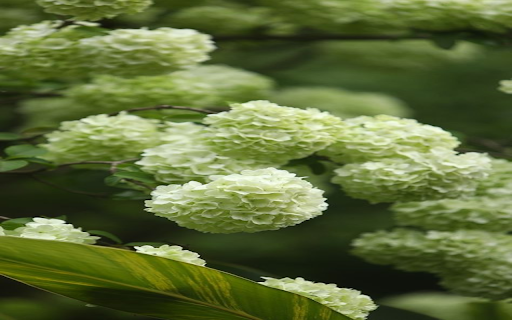 Snow Hydrangea Wallpaper from Chrome web store to be run with OffiDocs Chromium online Snow Hydrangea Wallpaper from Chrome web store to be run with OffiDocs Chromium online