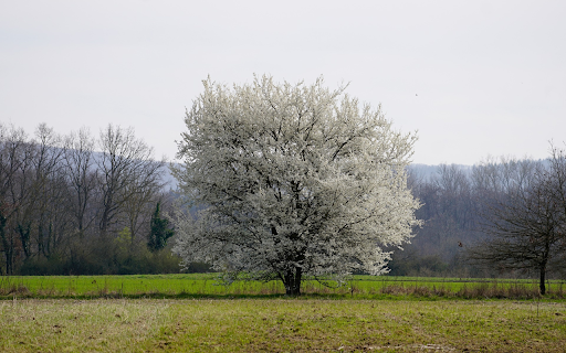 Snow white flower tree from Chrome web store to be run with OffiDocs Chromium online Snow white flower tree from Chrome web store to be run with OffiDocs Chromium online