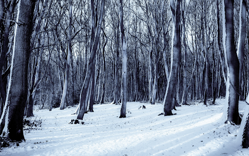 Snowy Winter Forest from Chrome web store to be run with OffiDocs Chromium online Snowy Winter Forest from Chrome web store to be run with OffiDocs Chromium online