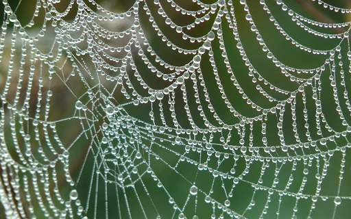 Spider web exposed to dew from Chrome web store to be run with OffiDocs Chromium online Spider web exposed to dew from Chrome web store to be run with OffiDocs Chromium online