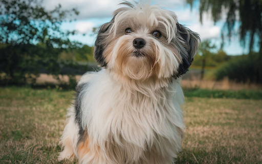 Spotted eared dog from Chrome web store to be run with OffiDocs Chromium online Spotted eared dog from Chrome web store to be run with OffiDocs Chromium online