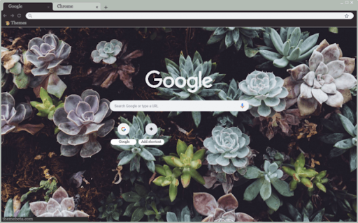 Succulent Jungle from Chrome web store to be run with OffiDocs Chromium online Succulent Jungle from Chrome web store to be run with OffiDocs Chromium online