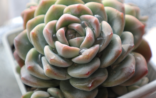 Succulent plant and water drops from Chrome web store to be run with OffiDocs Chromium online Succulent plant and water drops from Chrome web store to be run with OffiDocs Chromium online