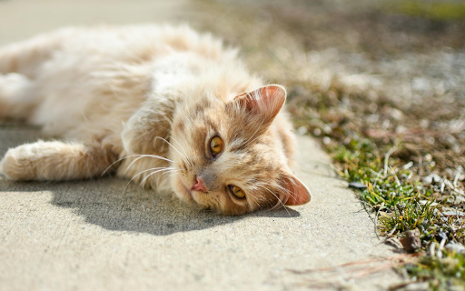 Sunbathing Pussy Cat from Chrome web store to be run with OffiDocs Chromium online Sunbathing Pussy Cat from Chrome web store to be run with OffiDocs Chromium online