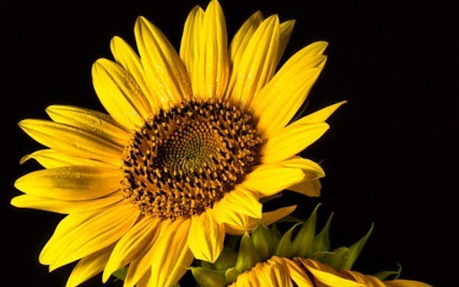 SUNFLOWER 2 Theme from Chrome web store to be run with OffiDocs Chromium online SUNFLOWER 2 Theme from Chrome web store to be run with OffiDocs Chromium online