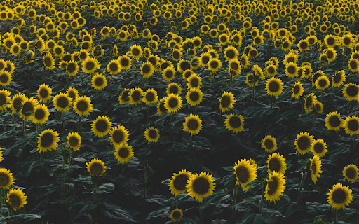 Sunflowers from Chrome web store to be run with OffiDocs Chromium online Sunflowers from Chrome web store to be run with OffiDocs Chromium online