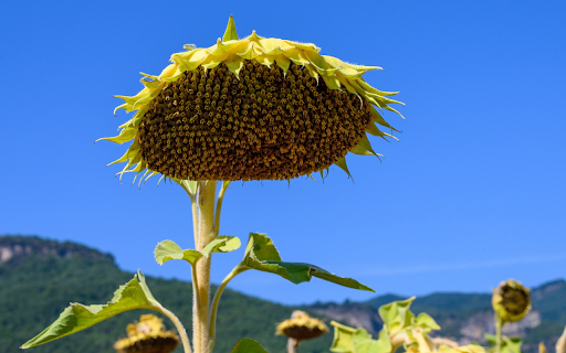 Sunflower sepals from Chrome web store to be run with OffiDocs Chromium online Sunflower sepals from Chrome web store to be run with OffiDocs Chromium online