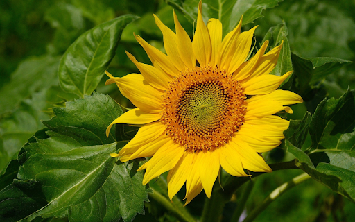Sunflower tree from Chrome web store to be run with OffiDocs Chromium online Sunflower tree from Chrome web store to be run with OffiDocs Chromium online
