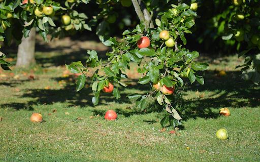 Sunny apple orchard from Chrome web store to be run with OffiDocs Chromium online Sunny apple orchard from Chrome web store to be run with OffiDocs Chromium online