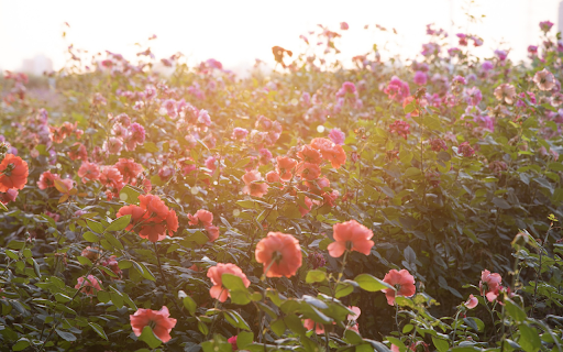 Sunny rose garden from Chrome web store to be run with OffiDocs Chromium online Sunny rose garden from Chrome web store to be run with OffiDocs Chromium online