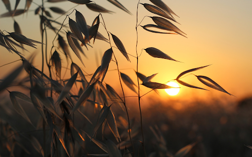 Sunset behind the bamboo grove from Chrome web store to be run with OffiDocs Chromium online Sunset behind the bamboo grove from Chrome web store to be run with OffiDocs Chromium online