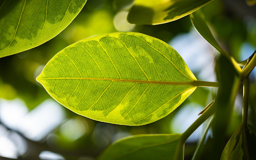 sunshine and leaves from Chrome web store to be run with OffiDocs Chromium online sunshine and leaves from Chrome web store to be run with OffiDocs Chromium online