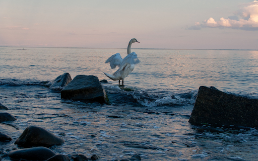 Swan Flapping Its Wings from Chrome web store to be run with OffiDocs Chromium online Swan Flapping Its Wings from Chrome web store to be run with OffiDocs Chromium online