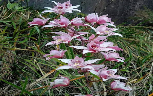 Sword orchid wallpaper from Chrome web store to be run with OffiDocs Chromium online Sword orchid wallpaper from Chrome web store to be run with OffiDocs Chromium online