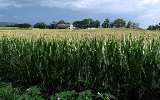 Tall green corn fields from Chrome web store to be run with OffiDocs Chromium online Tall green corn fields from Chrome web store to be run with OffiDocs Chromium online