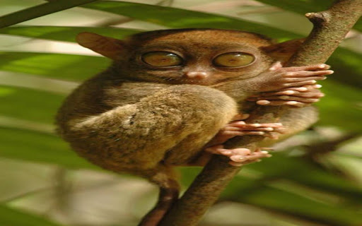 tarsier wallpaper from Chrome web store to be run with OffiDocs Chromium online tarsier wallpaper from Chrome web store to be run with OffiDocs Chromium online