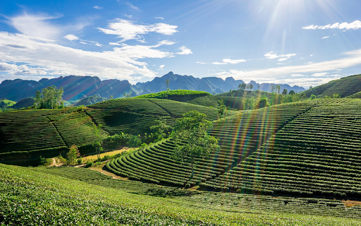 Terraced tea hill from Chrome web store to be run with OffiDocs Chromium online Terraced tea hill from Chrome web store to be run with OffiDocs Chromium online