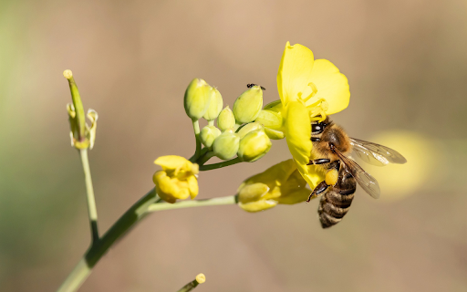 The bee swings on the yellow flower from Chrome web store to be run with OffiDocs Chromium online The bee swings on the yellow flower from Chrome web store to be run with OffiDocs Chromium online