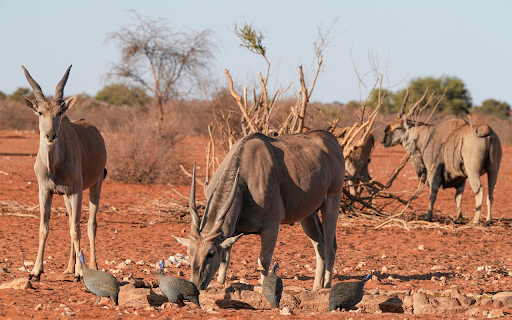 The Big Antelopes from Chrome web store to be run with OffiDocs Chromium online The Big Antelopes from Chrome web store to be run with OffiDocs Chromium online