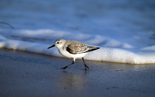 The bird and the sponge from Chrome web store to be run with OffiDocs Chromium online The bird and the sponge from Chrome web store to be run with OffiDocs Chromium online