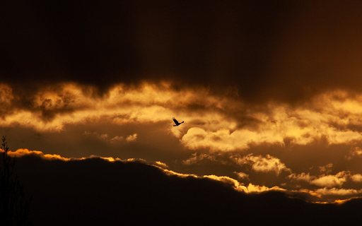 The bird flies from Chrome web store to be run with OffiDocs Chromium online The bird flies from Chrome web store to be run with OffiDocs Chromium online