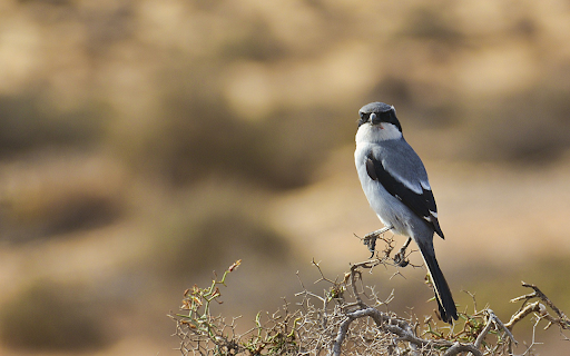 The bird perches from Chrome web store to be run with OffiDocs Chromium online The bird perches from Chrome web store to be run with OffiDocs Chromium online