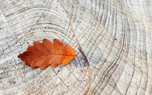 The brown leaf falls from Chrome web store to be run with OffiDocs Chromium online The brown leaf falls from Chrome web store to be run with OffiDocs Chromium online