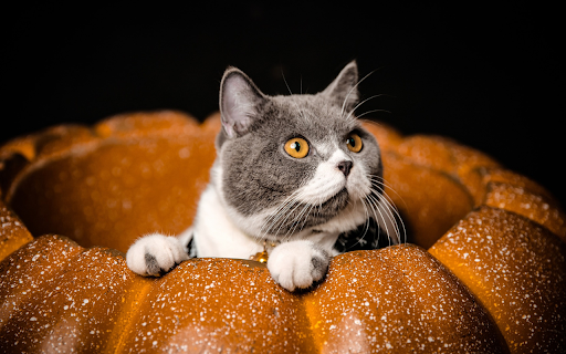 The cat lies in the pumpkin from Chrome web store to be run with OffiDocs Chromium online The cat lies in the pumpkin from Chrome web store to be run with OffiDocs Chromium online
