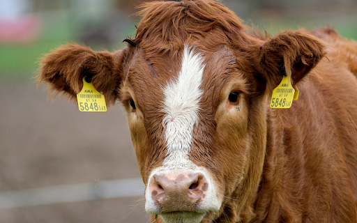 The cow calf cattle from Chrome web store to be run with OffiDocs Chromium online The cow calf cattle from Chrome web store to be run with OffiDocs Chromium online