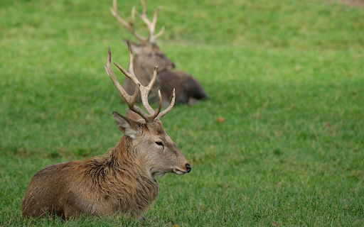 The deer is relaxed from Chrome web store to be run with OffiDocs Chromium online The deer is relaxed from Chrome web store to be run with OffiDocs Chromium online