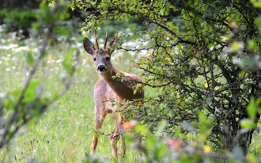 The deer looked sideways from Chrome web store to be run with OffiDocs Chromium online The deer looked sideways from Chrome web store to be run with OffiDocs Chromium online