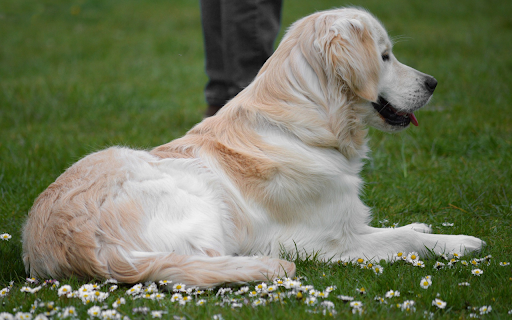 The dog lies on the grass from Chrome web store to be run with OffiDocs Chromium online The dog lies on the grass from Chrome web store to be run with OffiDocs Chromium online
