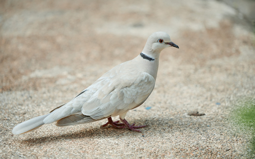 The Dove and the Ring from Chrome web store to be run with OffiDocs Chromium online The Dove and the Ring from Chrome web store to be run with OffiDocs Chromium online