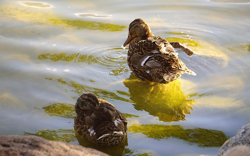 The ducks have full stomachs from Chrome web store to be run with OffiDocs Chromium online The ducks have full stomachs from Chrome web store to be run with OffiDocs Chromium online