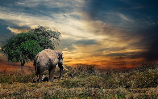 The elephant eats grass from Chrome web store to be run with OffiDocs Chromium online The elephant eats grass from Chrome web store to be run with OffiDocs Chromium online