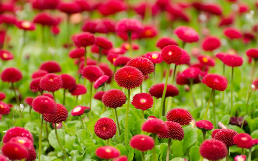 The flower garden glows red from Chrome web store to be run with OffiDocs Chromium online The flower garden glows red from Chrome web store to be run with OffiDocs Chromium online