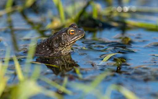 The frog babbled on the edge of the pond from Chrome web store to be run with OffiDocs Chromium online The frog babbled on the edge of the pond from Chrome web store to be run with OffiDocs Chromium online