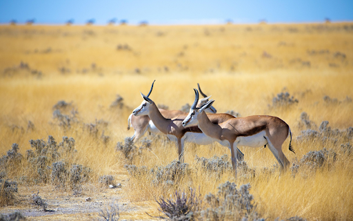 The gazelles from Chrome web store to be run with OffiDocs Chromium online The gazelles from Chrome web store to be run with OffiDocs Chromium online