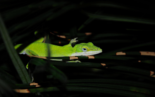 The Green Lizard from Chrome web store to be run with OffiDocs Chromium online The Green Lizard from Chrome web store to be run with OffiDocs Chromium online