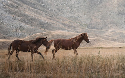 THE HORSE Theme from Chrome web store to be run with OffiDocs Chromium online THE HORSE Theme from Chrome web store to be run with OffiDocs Chromium online