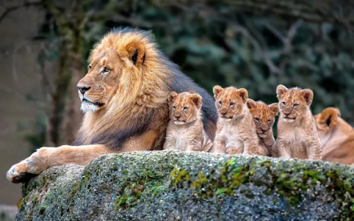 The Lion Family: A Strong and United Pride from Chrome web store to be run with OffiDocs Chromium online The Lion Family: A Strong and United Pride from Chrome web store to be run with OffiDocs Chromium online
