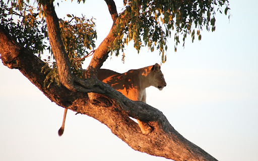 The lion on the tree from Chrome web store to be run with OffiDocs Chromium online The lion on the tree from Chrome web store to be run with OffiDocs Chromium online
