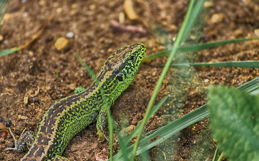 The lizard crawls on the ground from Chrome web store to be run with OffiDocs Chromium online The lizard crawls on the ground from Chrome web store to be run with OffiDocs Chromium online