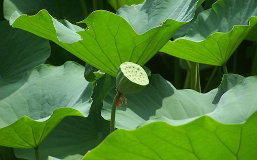 The lotus pond is fragrant and cool from Chrome web store to be run with OffiDocs Chromium online The lotus pond is fragrant and cool from Chrome web store to be run with OffiDocs Chromium online
