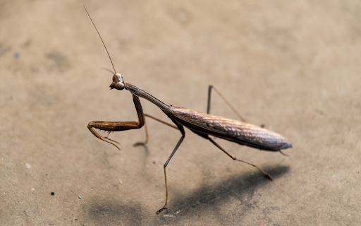 The mantis hides in the tree trunk from Chrome web store to be run with OffiDocs Chromium online The mantis hides in the tree trunk from Chrome web store to be run with OffiDocs Chromium online
